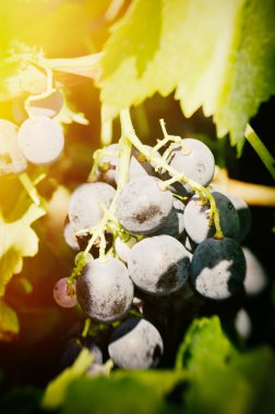 Güneşli günde kara üzüm