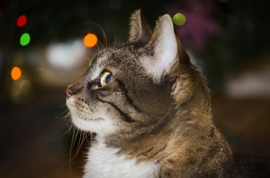 Anasayfa kedi portre