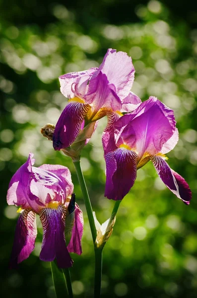 Flor da íris da primavera — Fotografia de Stock