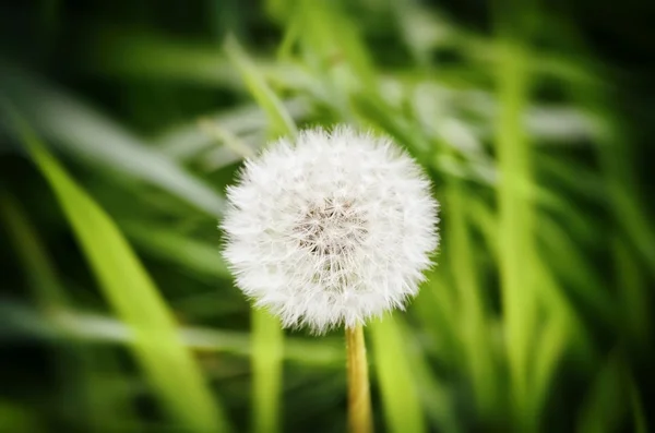 Única flor de dente-de-leão — Fotografia de Stock