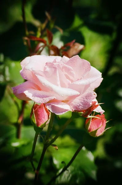 Einzelne Rosenblüte — Stockfoto