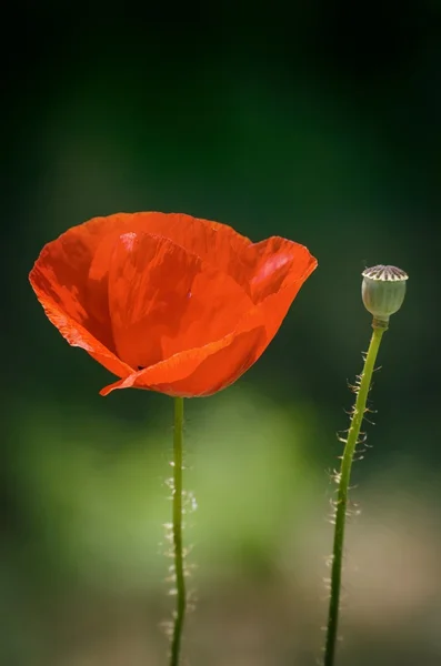 Flor de papoula vermelha — Fotografia de Stock