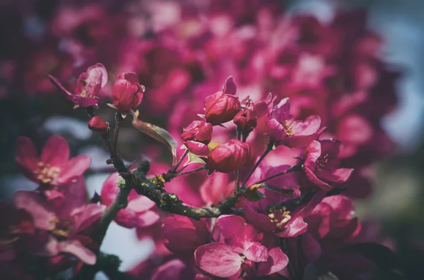Lente roze bloesem — Stockfoto