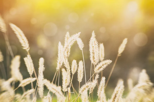 Güneşli kırsal çayır