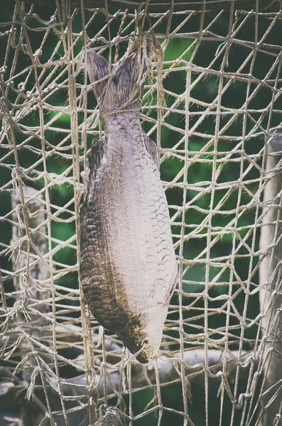 Peixe seco único — Fotografia de Stock