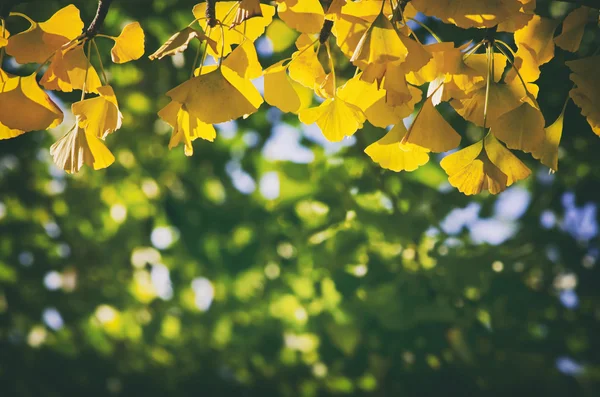 Outono dourado Ginkgo Biloba — Fotografia de Stock