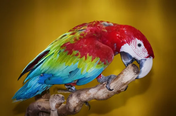 Photo of Bright Parrot — Stock Photo, Image