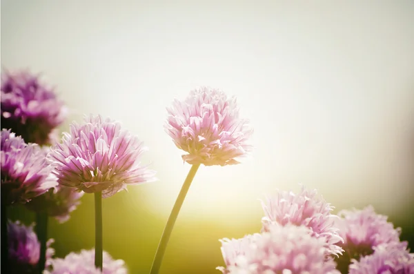 Bahar güneşli ruh hali 