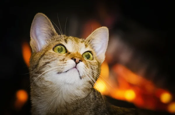 Портрет домашнего кота — стоковое фото