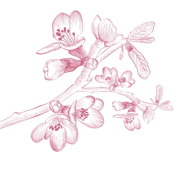 ビンテージの桜の花 — ストックベクタ