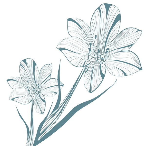 흰색 위에 백합 꽃 — 스톡 벡터