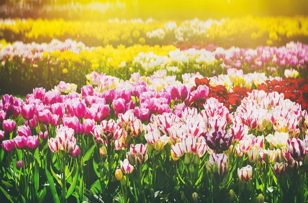 Tulp veld in zonnige dag — Stockfoto