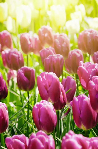 Campo de tulipanes en día soleado — Foto de Stock