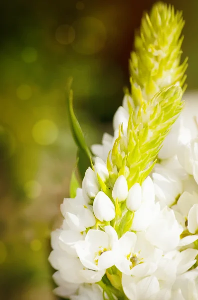 緑の春の花 — ストック写真