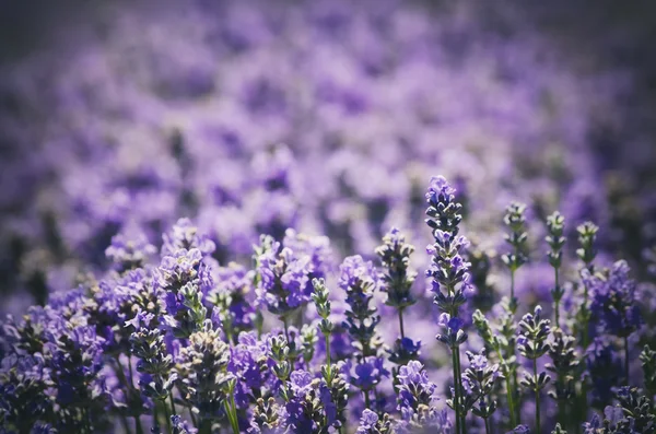 Zomerveld van lavendel — Stockfoto