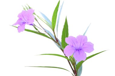 Ruellia tuberosa çiçek alt bir beyaz arka plan üzerinde odaklanmak.