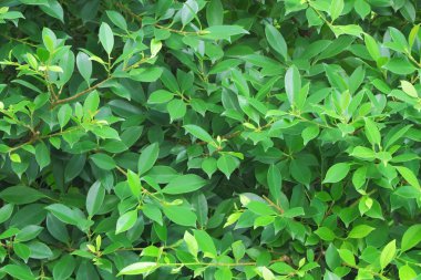 Yeşil banyan yaprak duvar.