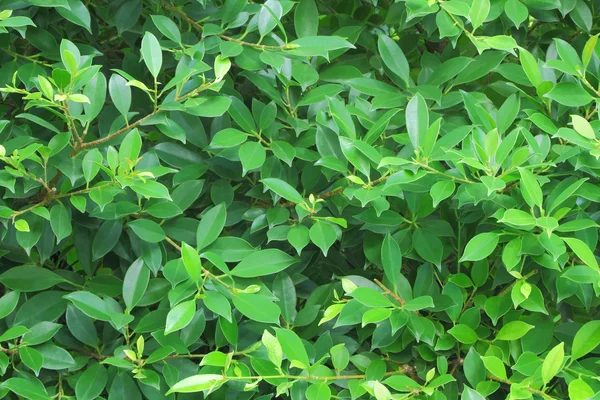 Зеленая стенка из листьев баньяна . — стоковое фото