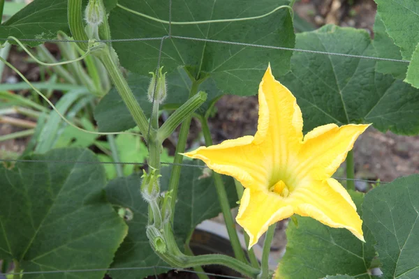 Κίτρινη κολοκύθα λουλούδι με γύρη στο αγρόκτημα λαχανικών. — Φωτογραφία Αρχείου