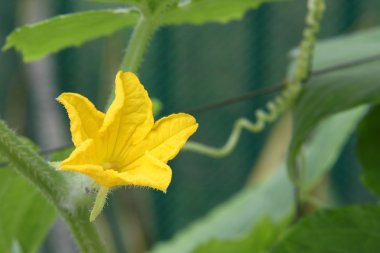 Sebze Bahçesi sarı salatalık çiçeği.