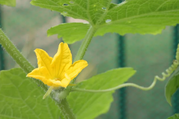 Gelbe Gurkenblüte und Polllen im Gemüsegarten. — Stockfoto