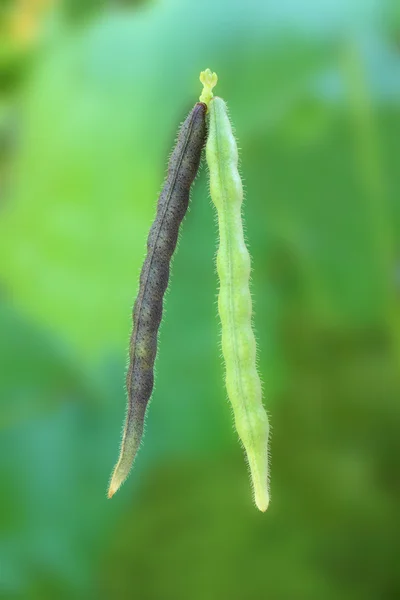 Haricots mungo vieux noir et jeune vert . — Photo