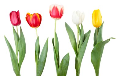 Beyaz arka planda çok renkli laleler dizisi. İzole edilmiş