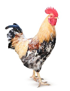 Horoz beyaz arka planda yakın plan, yan görüş. İzole edilmiş