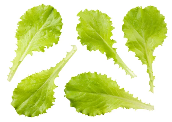 Set Fresh Lettuce Leaves Close White Background Isolated — Stock Photo, Image