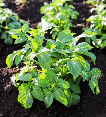 Sebze bahçesinde yetişen yakın plan patates fabrikası. Tarım