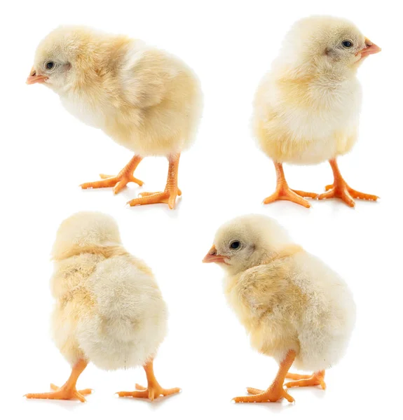 Collection Yellow Chickens Close White Background Isolated — Stock Photo, Image