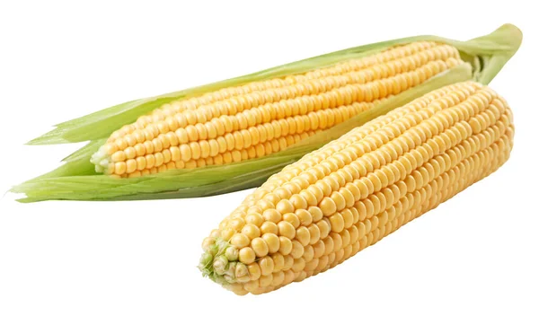 Cobs Corn Peeled Peeled Close White Background Corn Cut Isolated — Stock Photo, Image