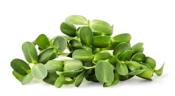 Montón Microgreens Primer Plano Sobre Fondo Blanco Aislado — Foto de Stock