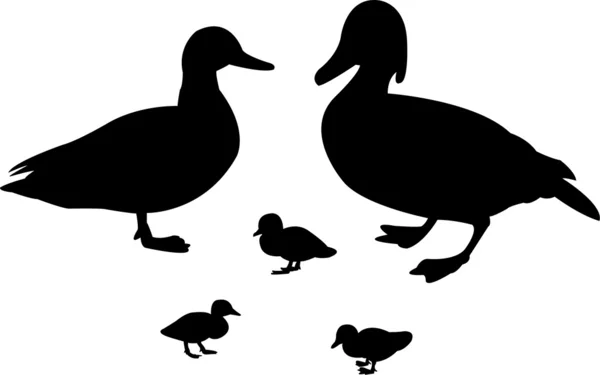 Famille du canard — Image vectorielle