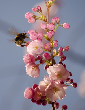 Çiçek açması sakura Bumble bee