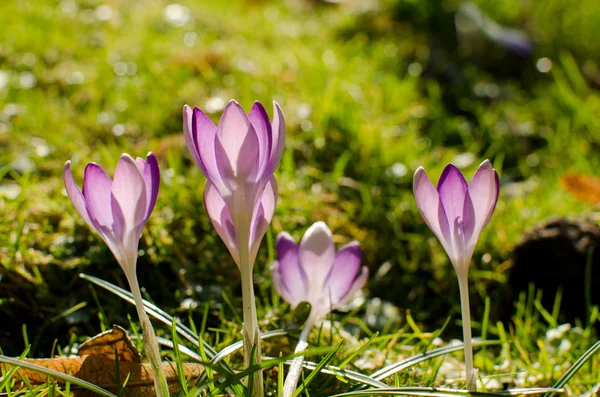 Crocuses in blossom in Prague — Stock Photo, Image