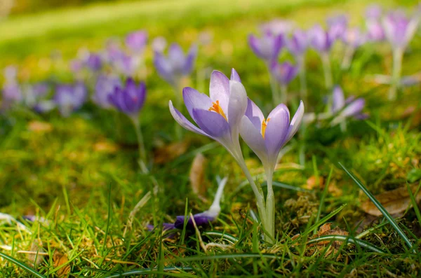 Crocuses in blossom on the meadow — Stock Photo, Image