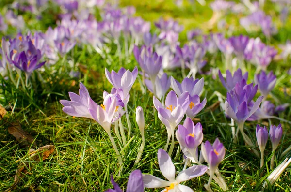 Meadow of crocuses. — Stock Photo, Image