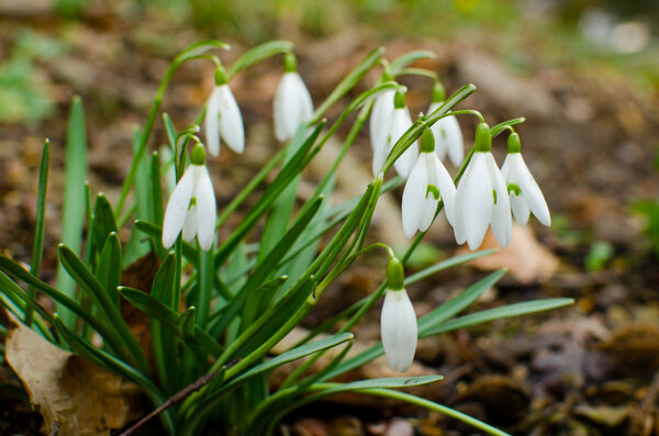 Snowdrops in blossom in Prague