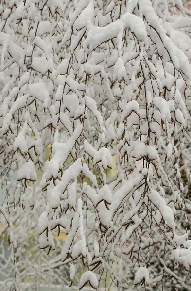 Branches avec neige. Fond d'hiver . — Photo