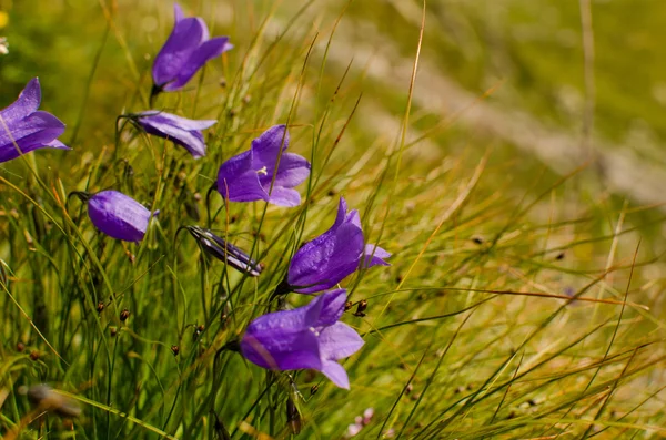Belos campanários violeta em prados alpinos — Fotografia de Stock