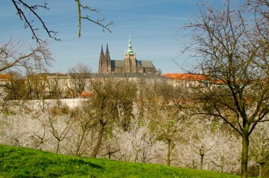 Bahar cherrytrees ile Prag Gotik Castle View içinde 