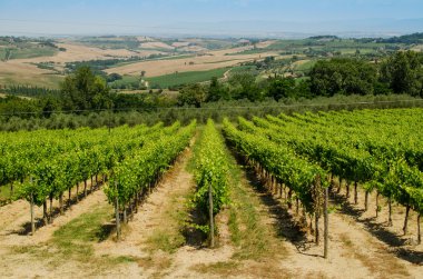 Dedikodu Tuscany Hills olarak bir arka plan, İtalya