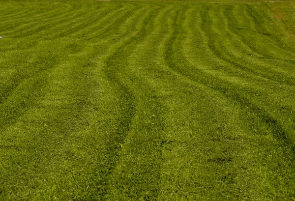 Champ vert avec herbe fauchée — Photo