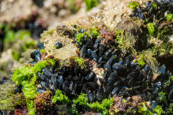 Mediterranean mussels on the rock — Stock Photo, Image