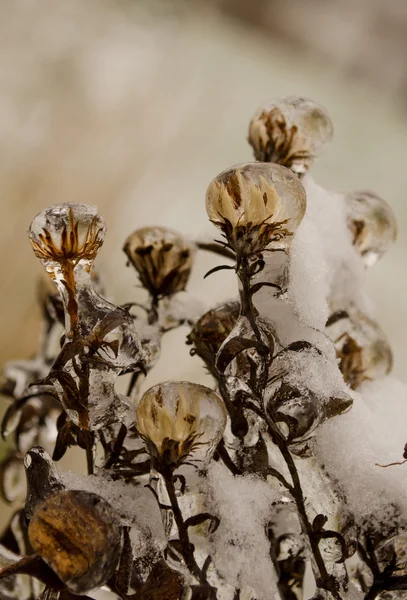 Ice flowers after freezing rain — Stock Photo, Image