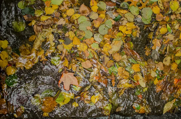 Autumn leafs in the puddle — Stock Photo, Image