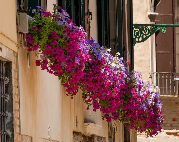 Coloridas flores multicolores en caja de ventana — Foto de Stock