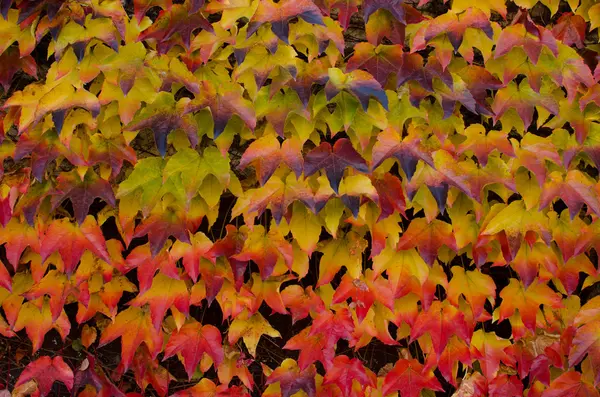 Planta trepadora con hojas amarillas y rojas en otoño, fondo — Foto de Stock
