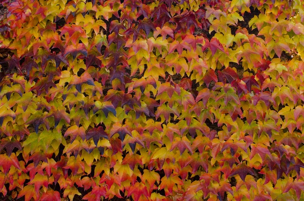 Planta trepadora con hojas de color en otoño, fondo — Foto de Stock